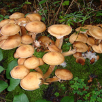 Cueillette champignons